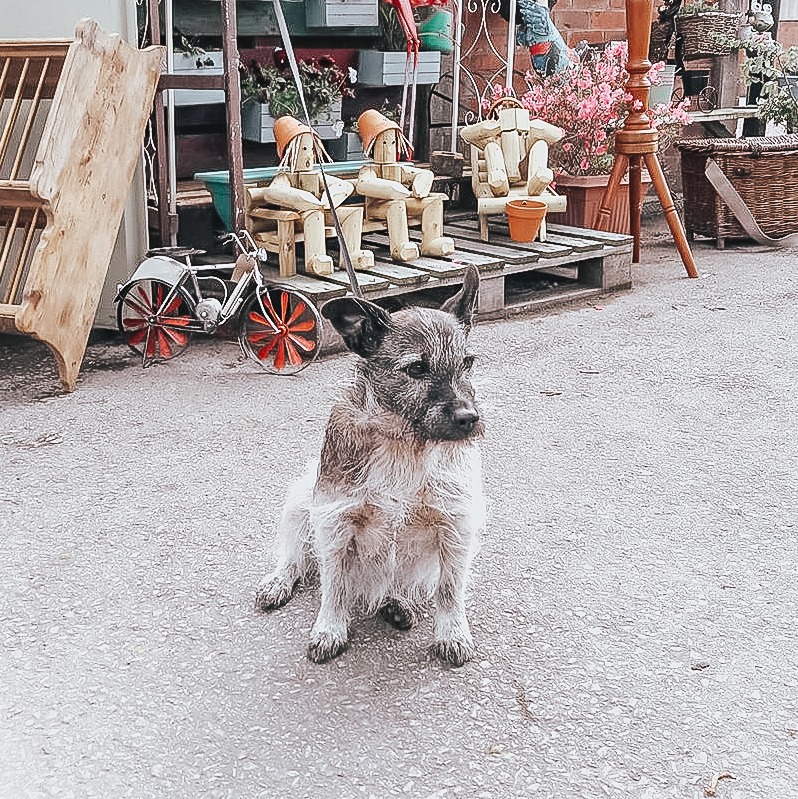 Keep up to date with new arrivals, current stock, tales from our showroom and Eccles' adventures!